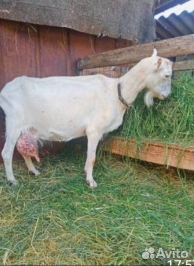 Коза ламанча