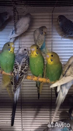 Волнистые попугаи