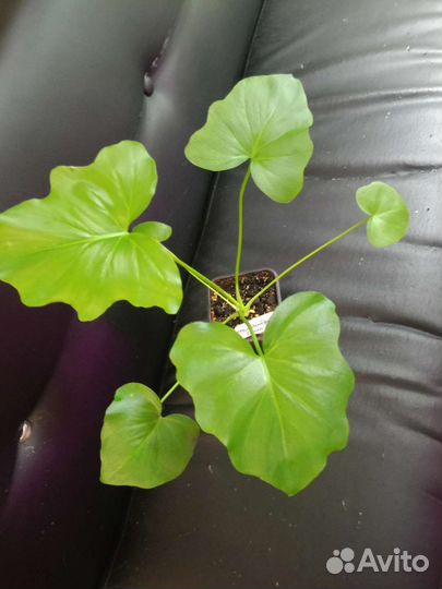 Филодендрон Селло