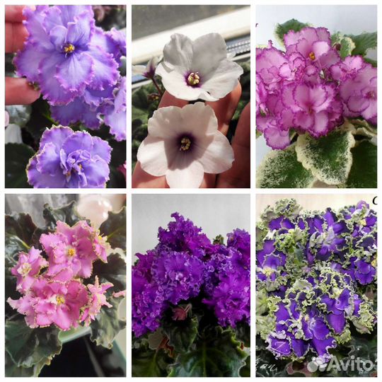 Детки сортовых фиалок