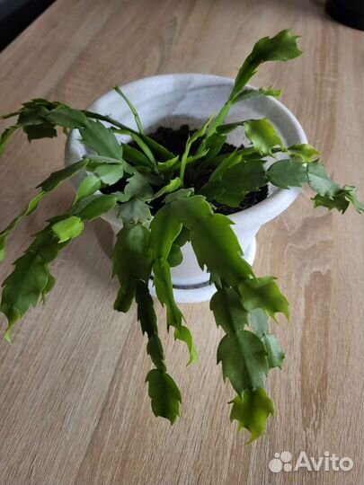 Декабрист, вьюн