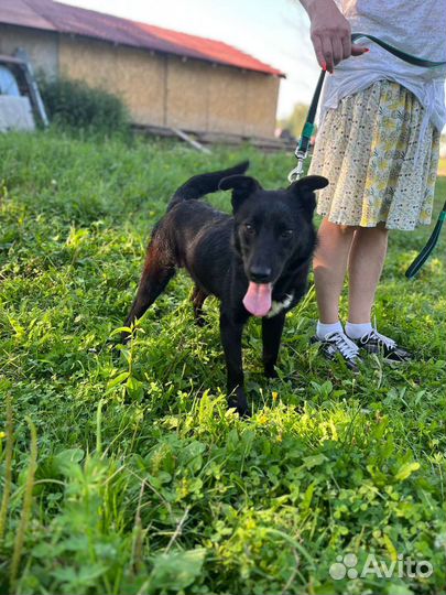 Щенок мальчик Рон