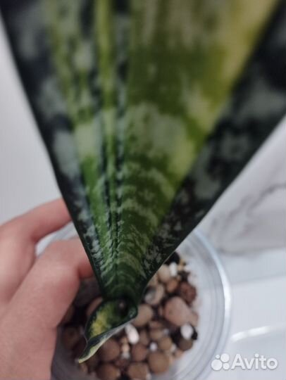 Сансевиерия форескейт