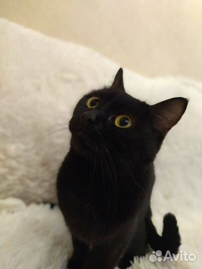 Котенок в дар бесплатно