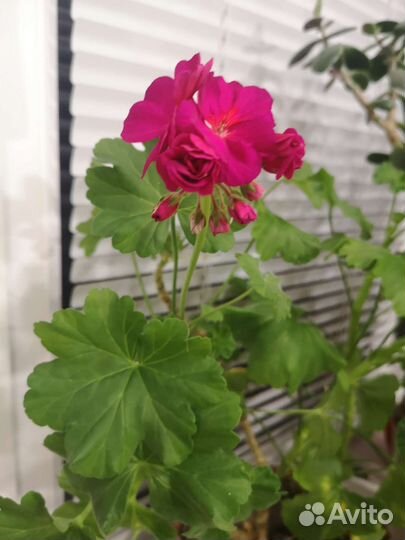 Комнатные цветы