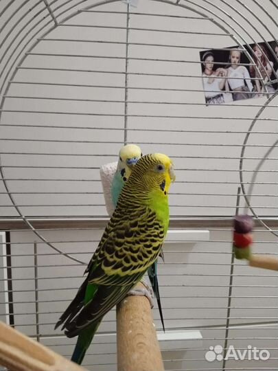 Волнистые попугаи с клеткой