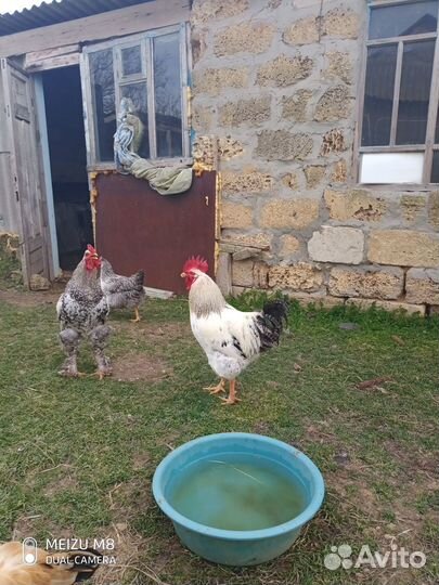 Петухи крупные, пятимесячные