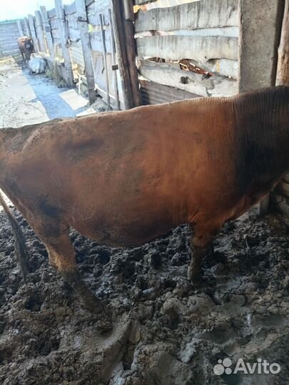 Продам 2быка, корову с2 телятами, косилки, арбу