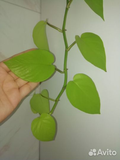 Сциндапсус эпипремнум