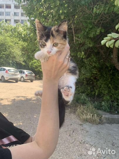 Счастье в дом