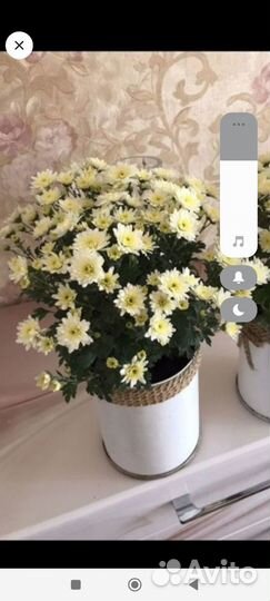 Хризантемы мультифлора