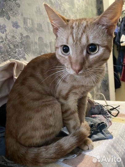 Рыжее счастье