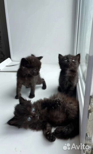 Шикарные 2 мальчика и 1 девочка