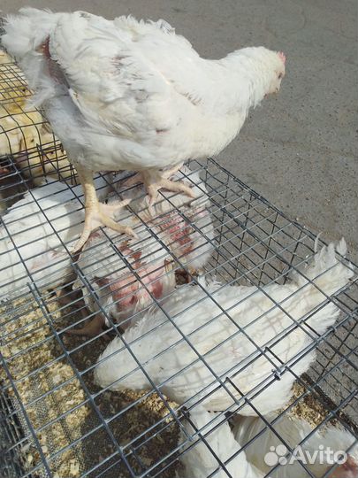 Домашняя птица