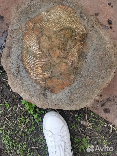 Окаменелая ракушка