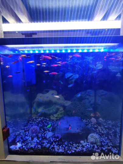 Лампа для аквариума синяя 47см