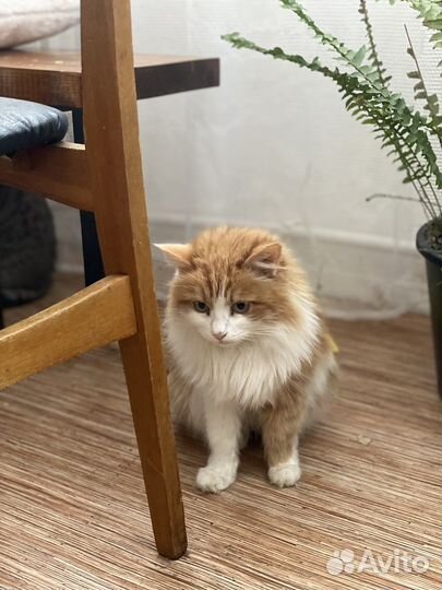 Кошка рыжая