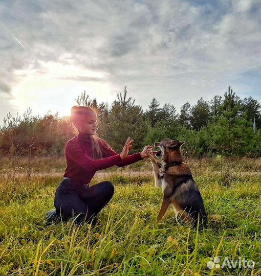 Услуги кинолога