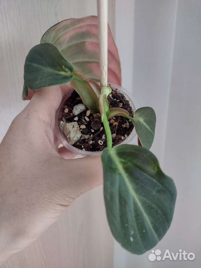 Бархатные филодендроны (лианы)