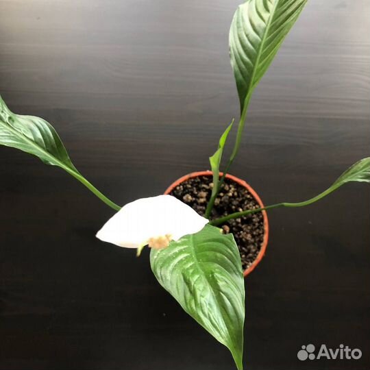 Спатифиллум обильно цветущий и Уоллиса