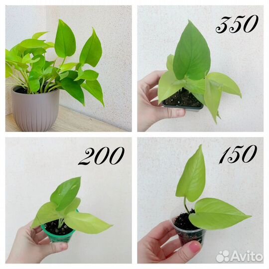 Сциндапсус эпипремнум