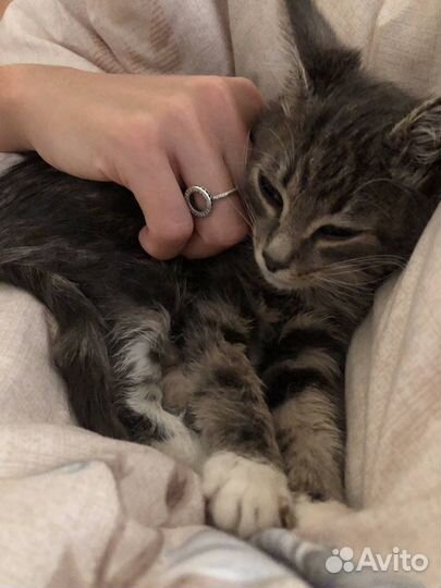Котенок мальчик в добрые руки