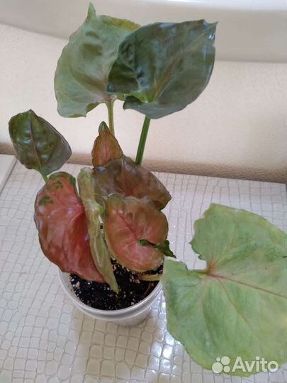 Сингониумы