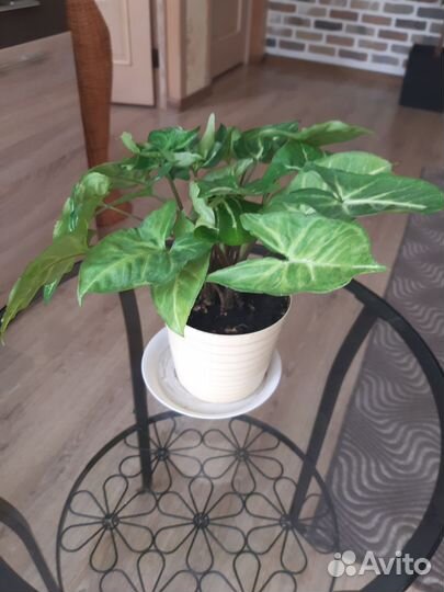 Сингониум,фикус Голд, Мурайя