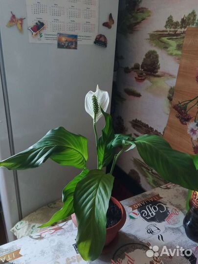 Спатифилум (женское счастье)