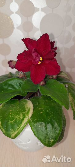 Сортовые фиалки