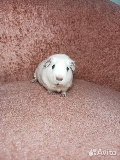 Морская свинка Калифорнийская