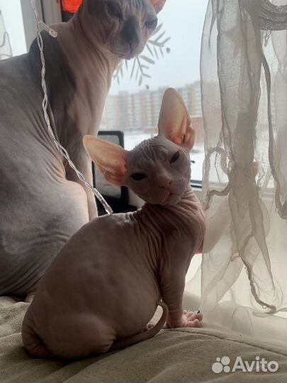 Донской сфинкс котята
