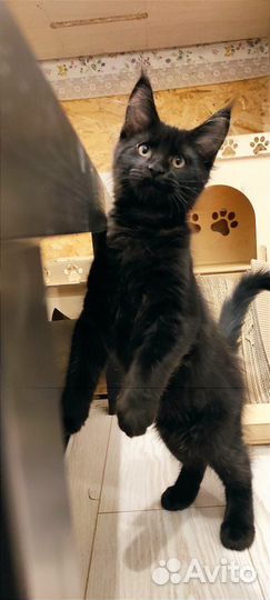 Мейн-кун девочка черный солид