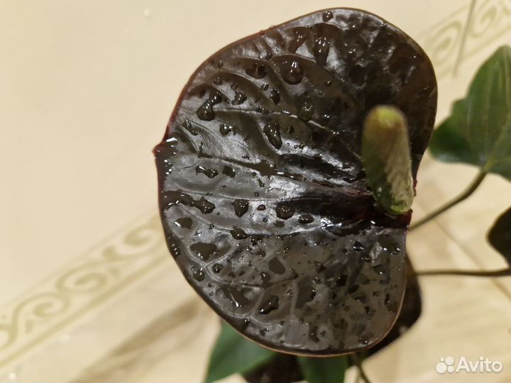 Антуриум Блек лав, Принцесса Амалия