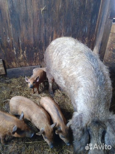 Поросята