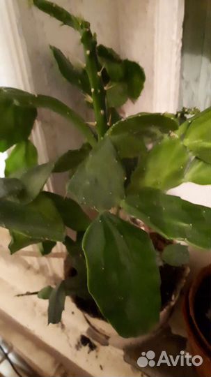 Опунция кактус