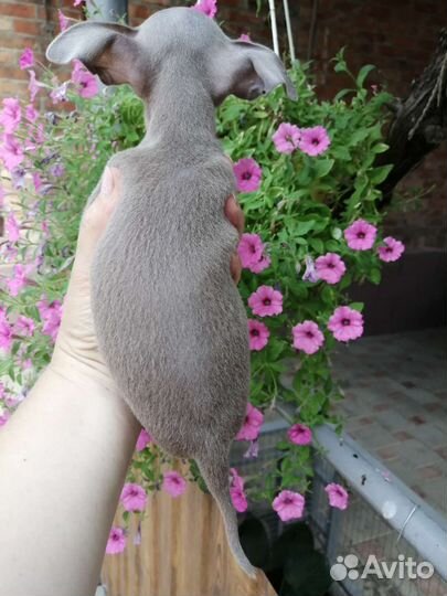 Мини той-терьер