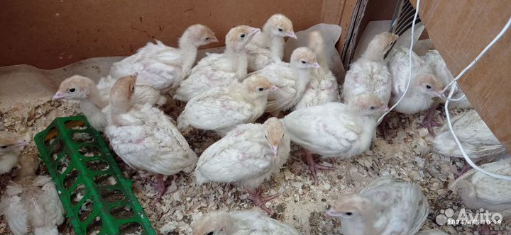 Индюки цыплята