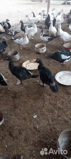 Домашняя птица