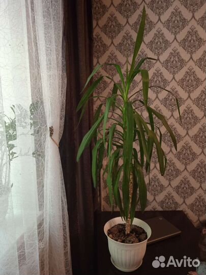 Драцена Юкка