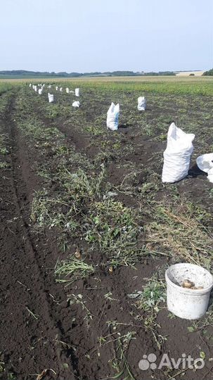 Продам картофель