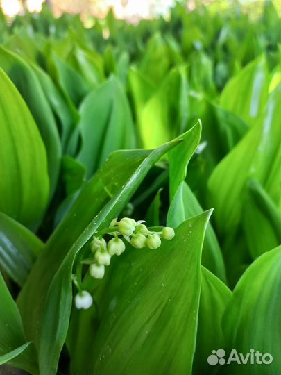 Ландыши рассада