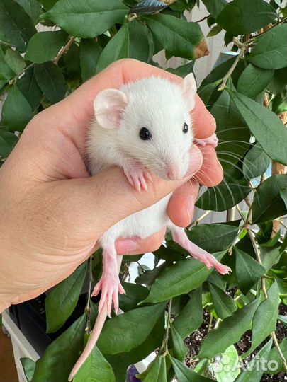 Декоративные крысы. Выбор большой