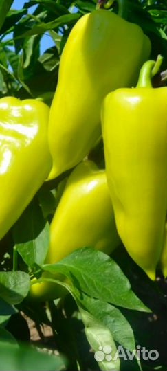 Перец сладкий