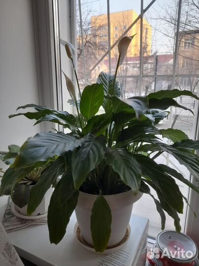 Спатифиллум