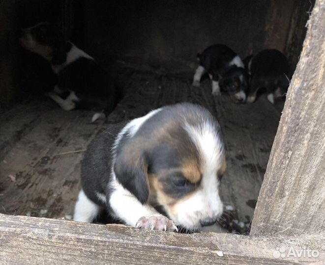 Эстонская гончая