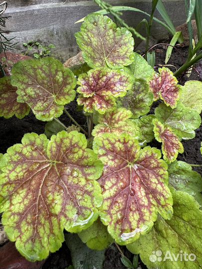 Саженцы гейхеры