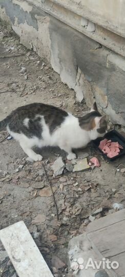 Котик в добрые руки