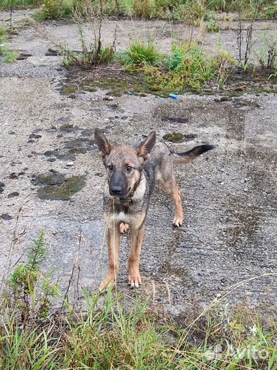 Собака щенок