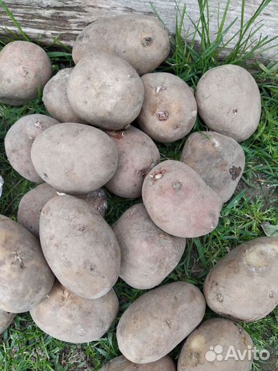 Продам картофель домашний